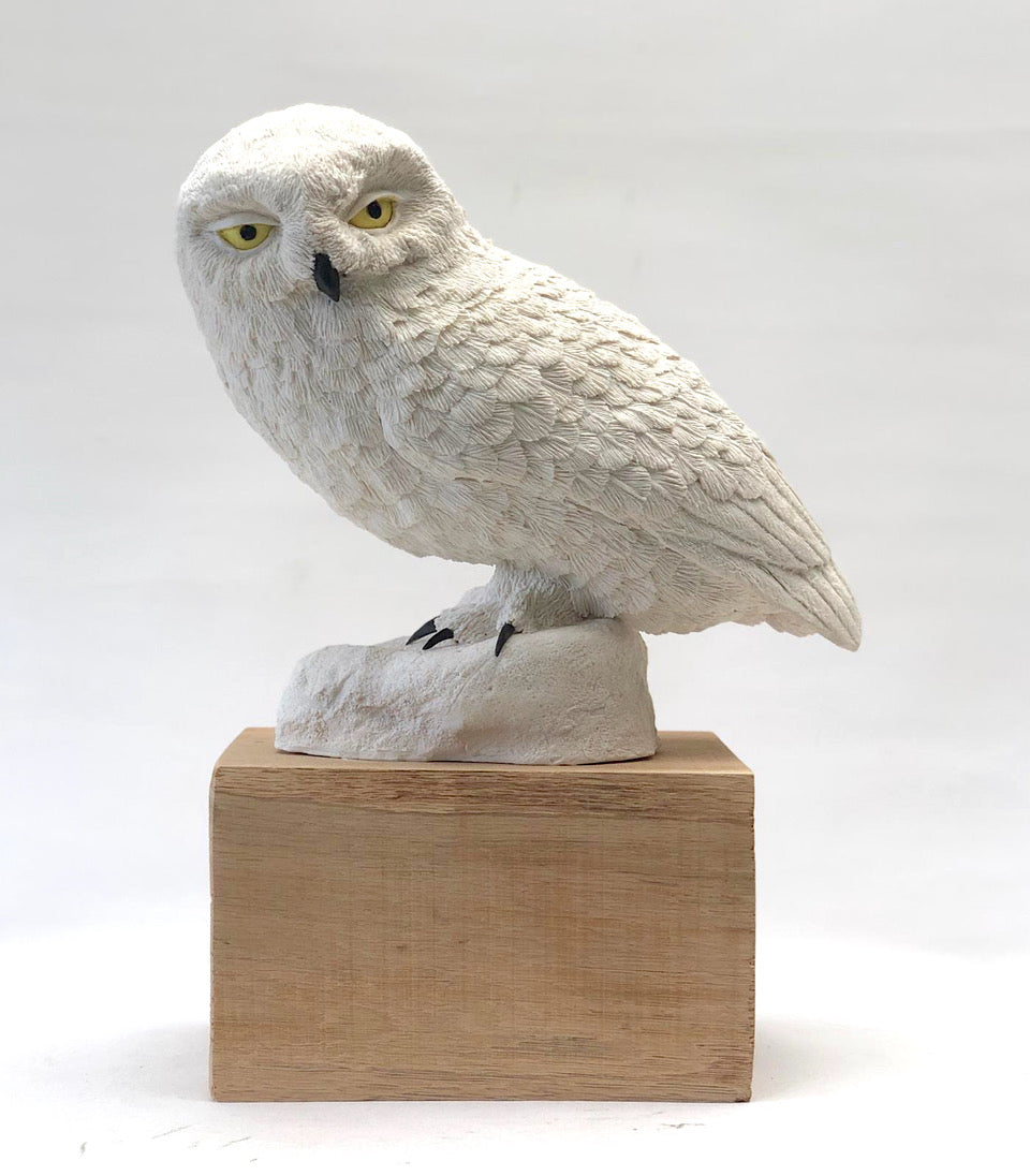 Snowy Owl